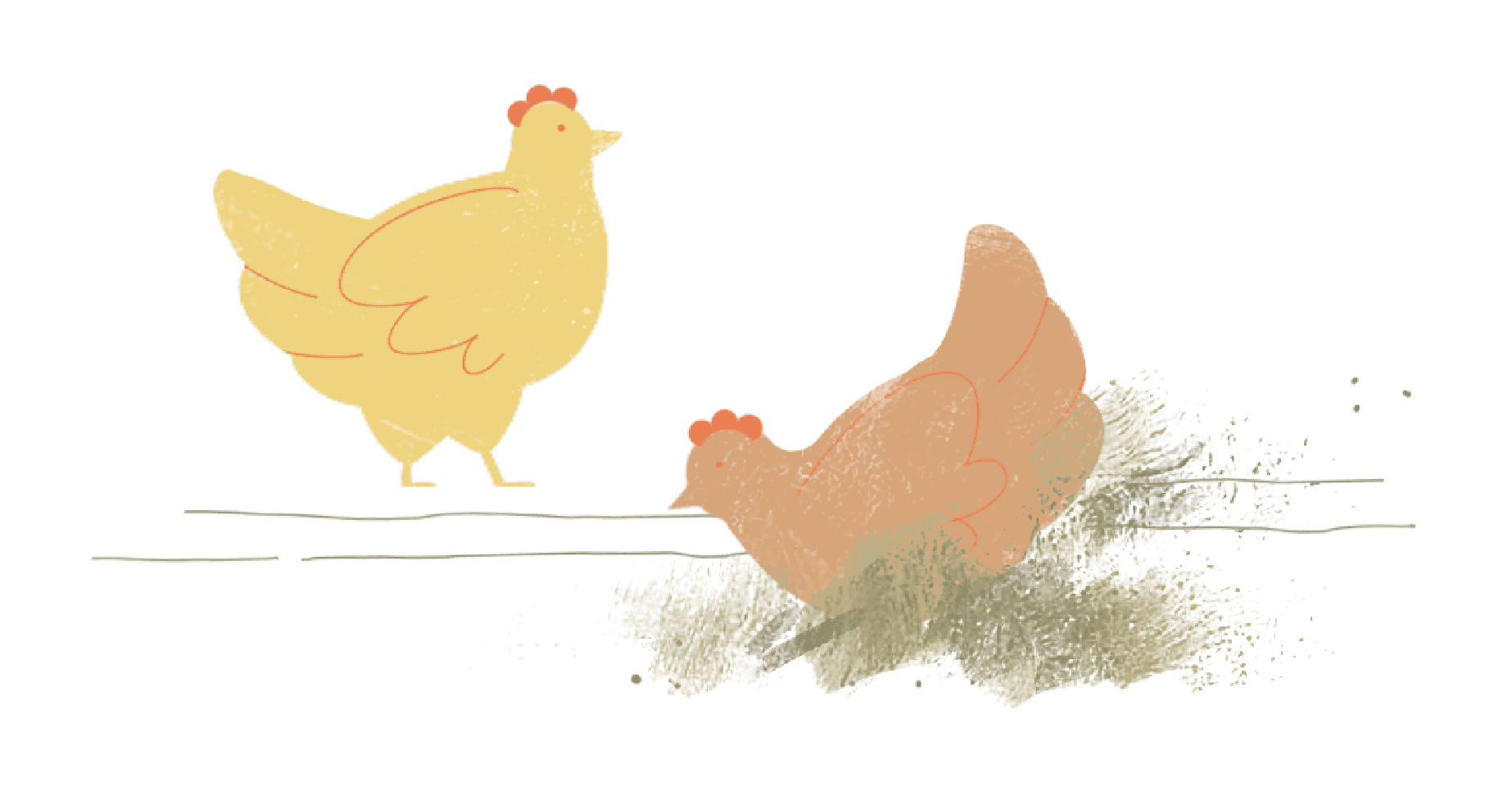 Chew's Agriculture - Chickens dig shallow ditches in soil or dirt