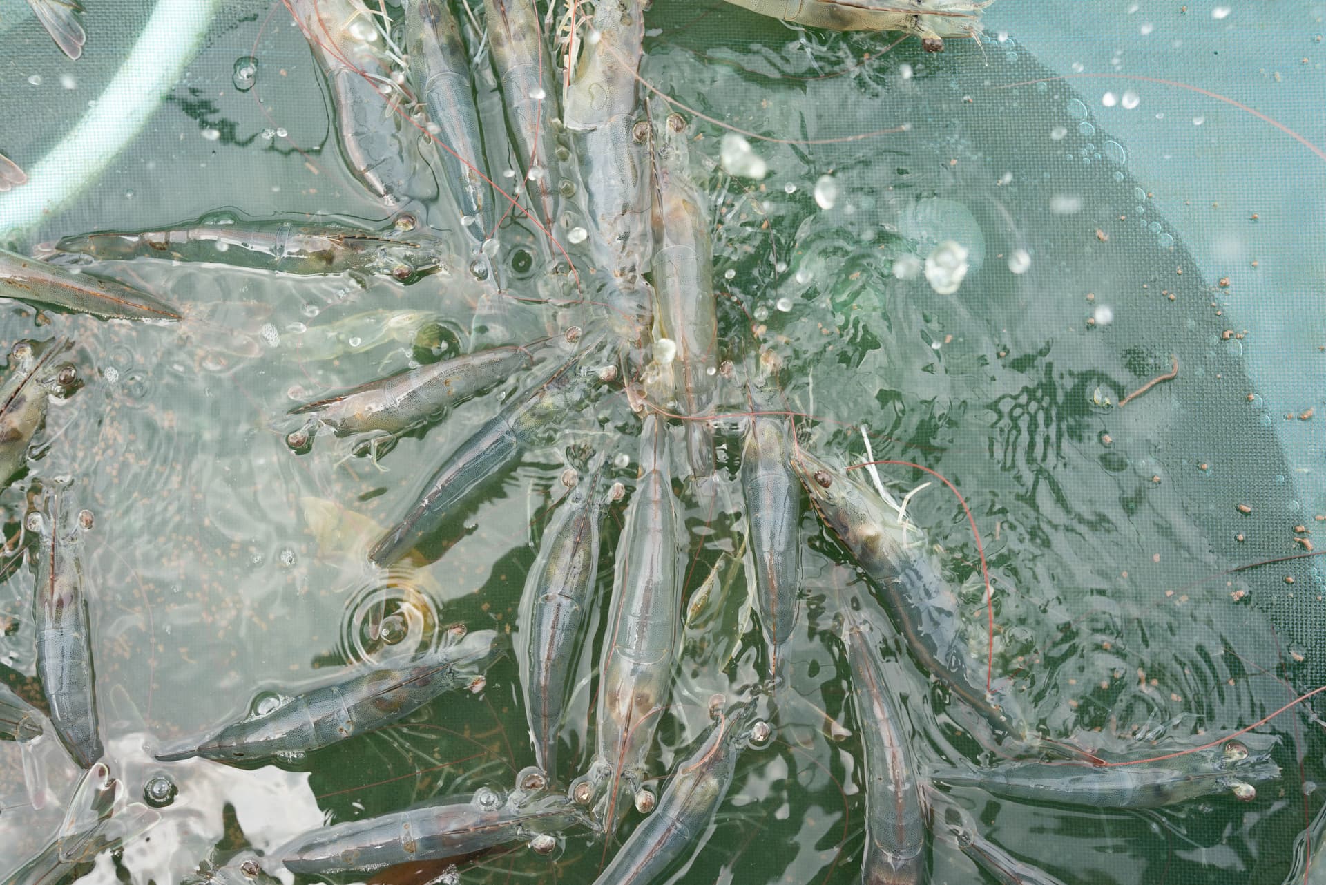 Blue Aqua international- Shrimp cocktail—An intricate ecosystem