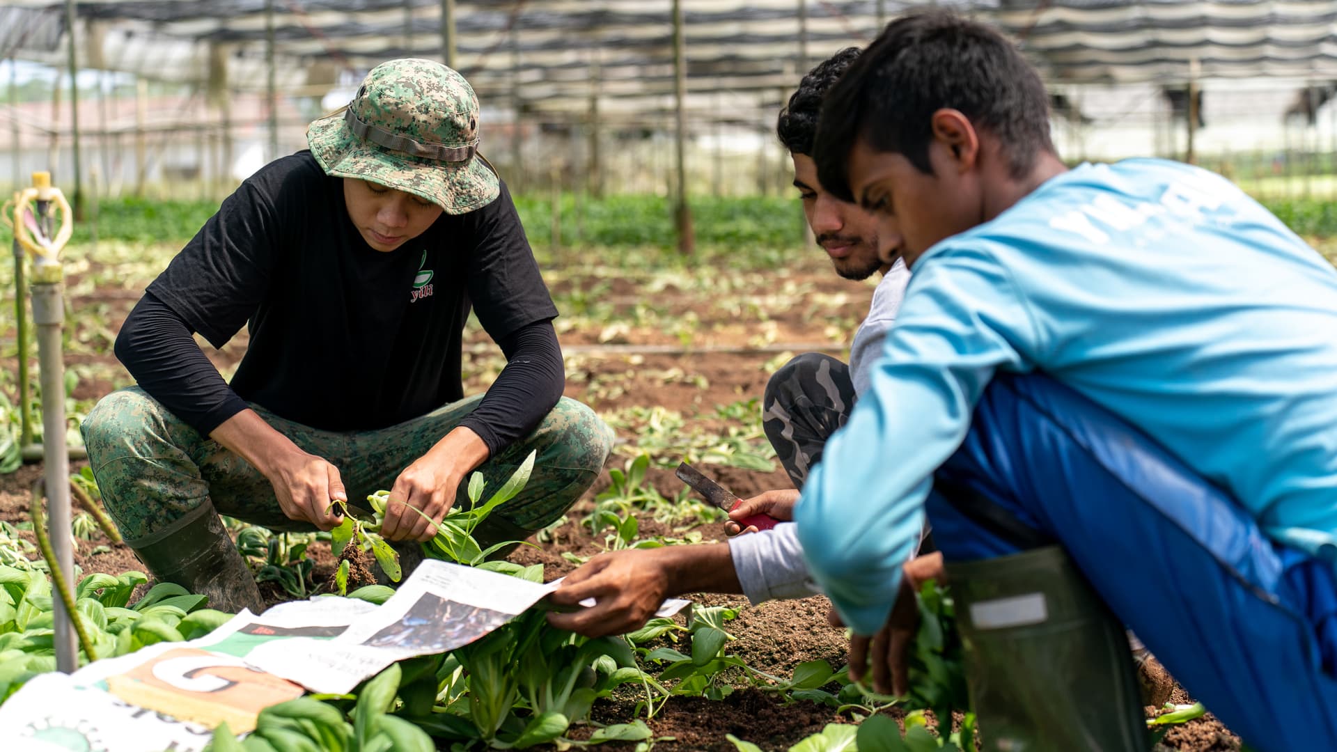 A farm for the future