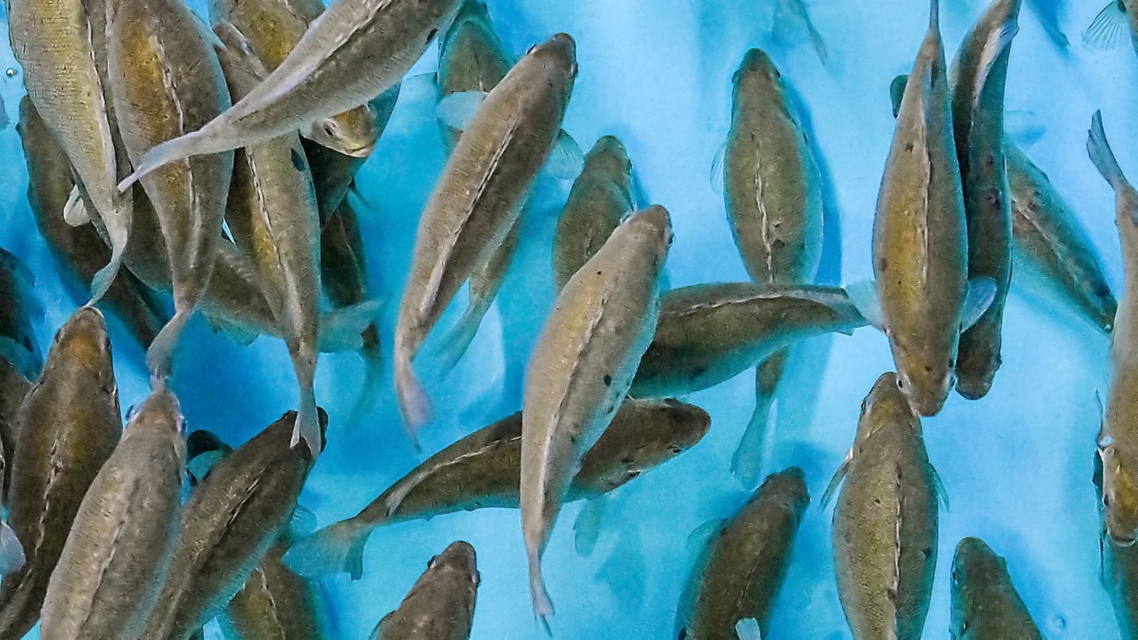 Blue Ocean Aquaculture Technology
