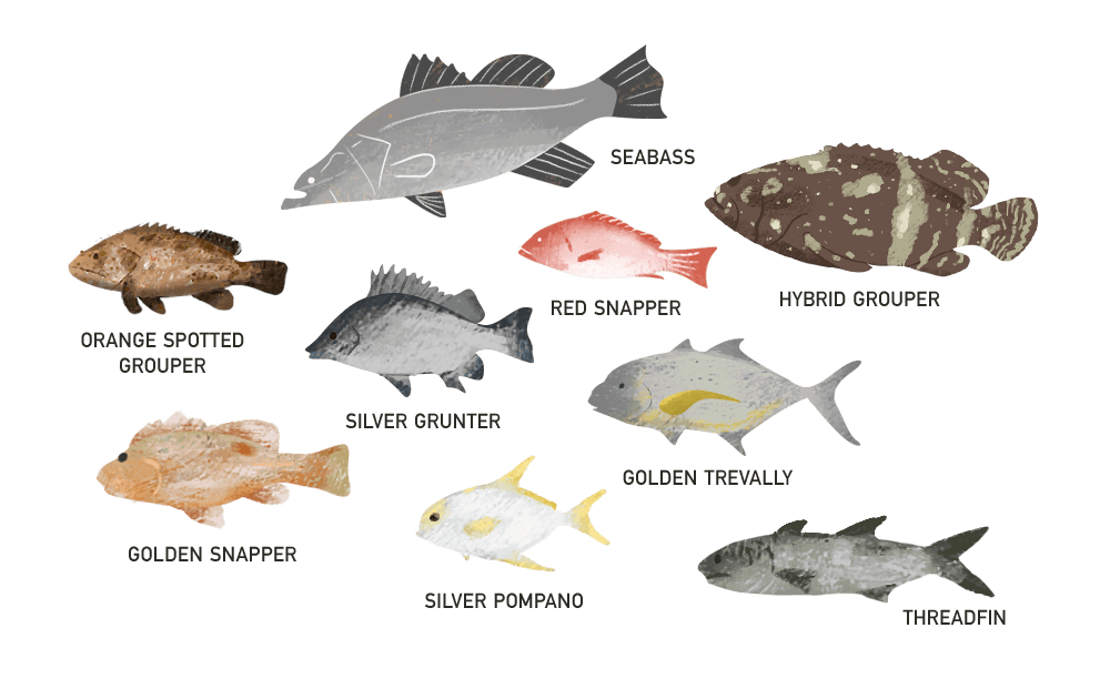 Prime Aqua Sea Farm - Raises 9 species of fish