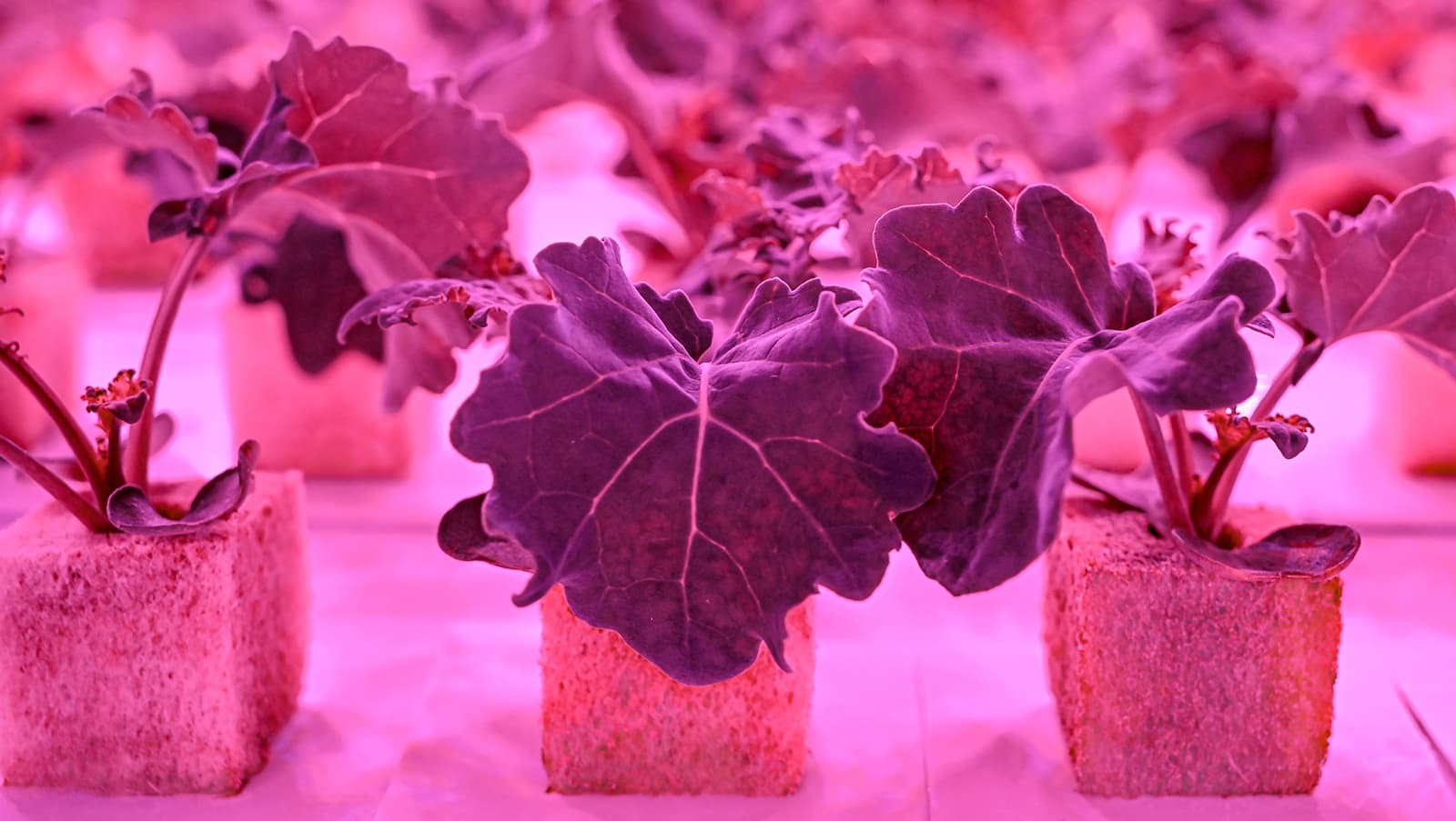 Sustenir Agriculture