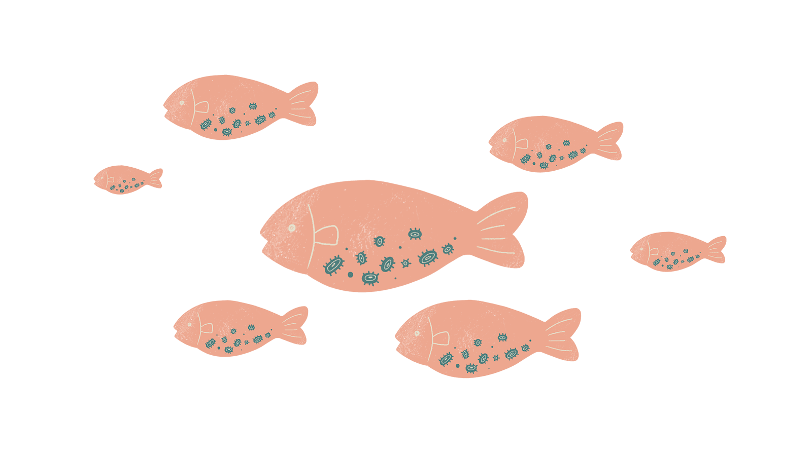SAT - hatchling stage