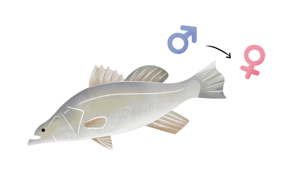 The Fish Farmer - Barramundi changes its sex