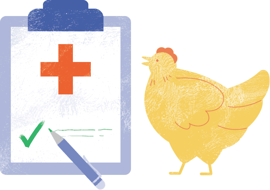 Chew's Agriculture - Robust vaccination programme for chickens