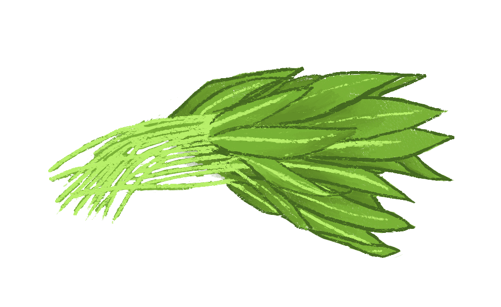 Yili Illustration 2