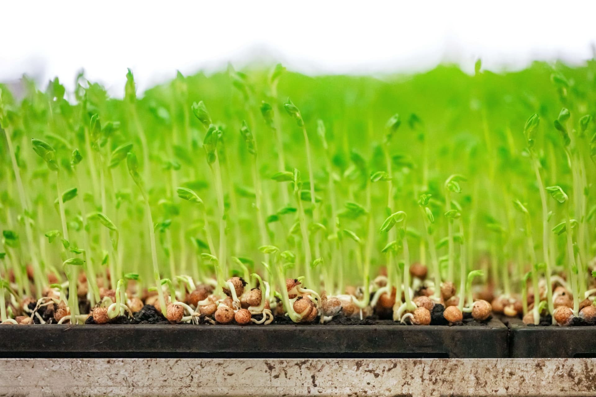 Green Harvest - Seedlings