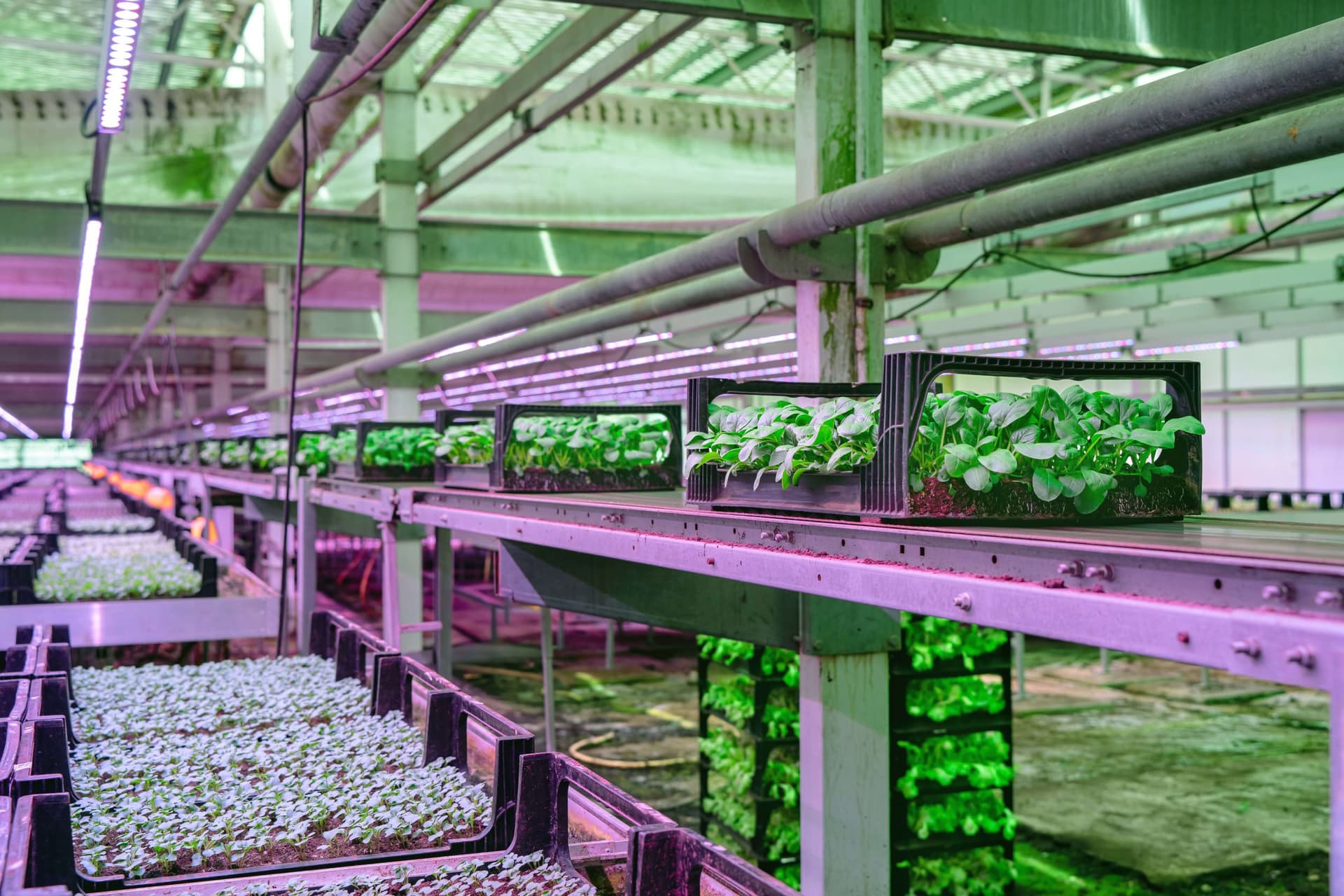 Green Harvest - Irrigation