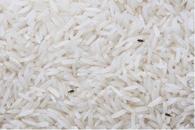 SFA| Rice Weevils