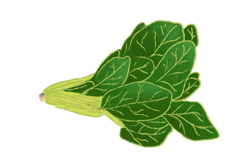 Yili Illustration 1