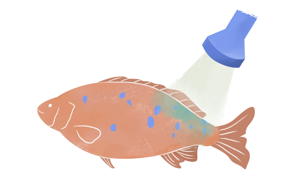 BOAT - Jade perch gets its name from the distinctive green hue of its dorsal scales under light.