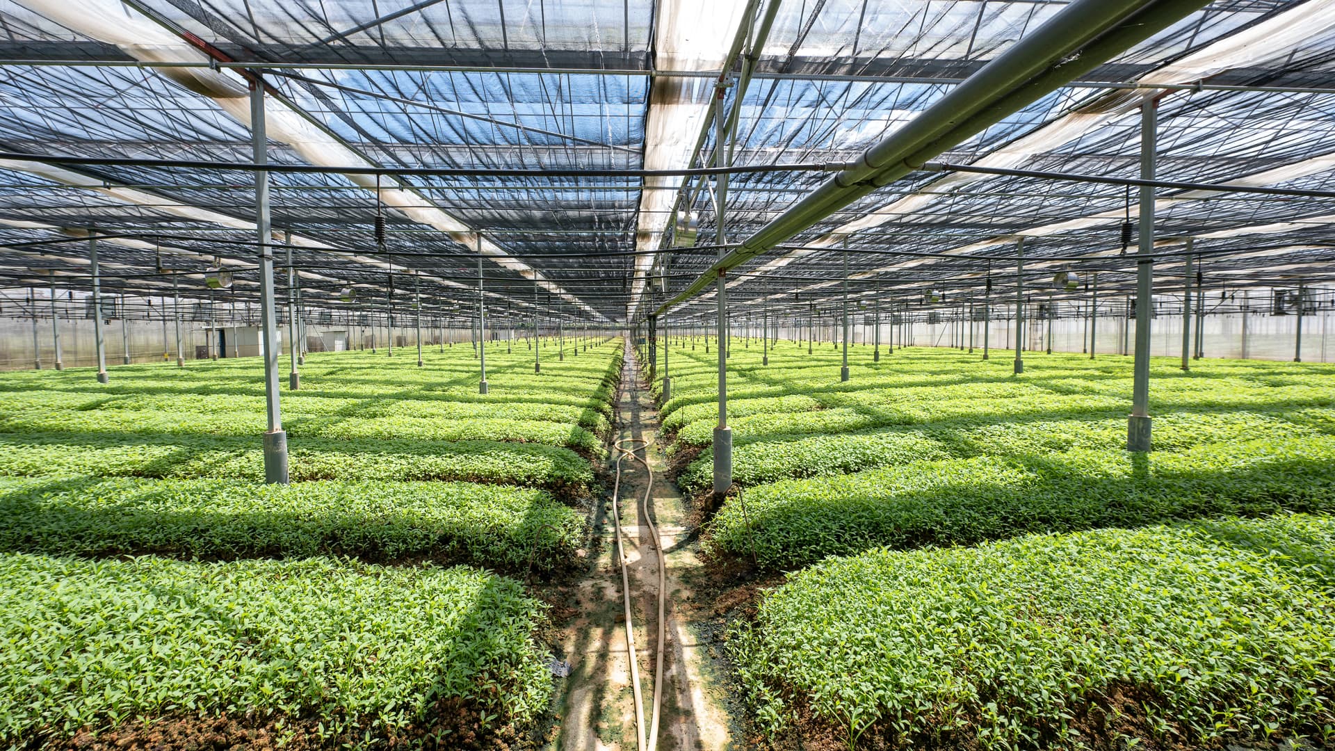 Yili Farm