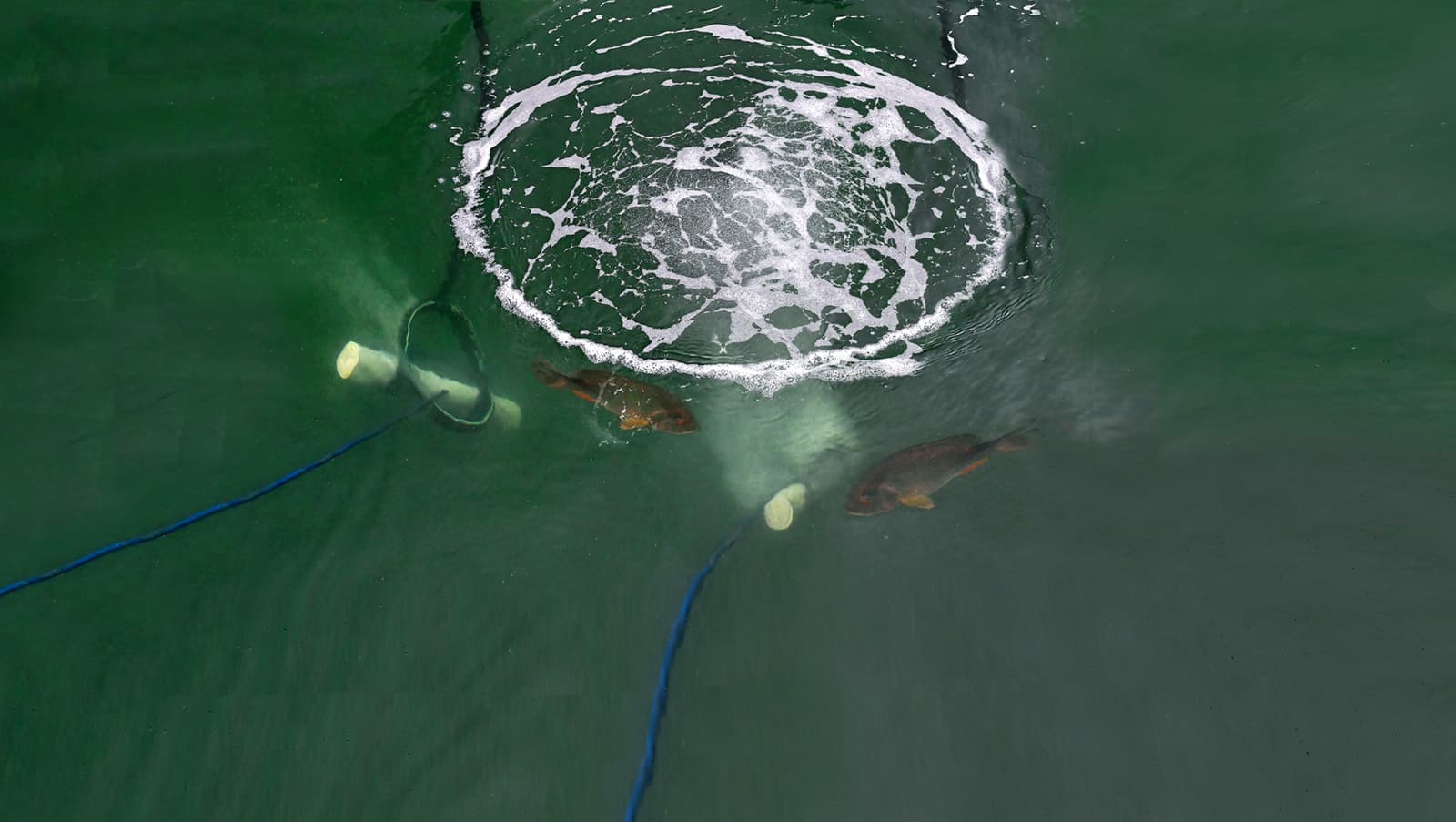 The Fish Farmer - What's in the water