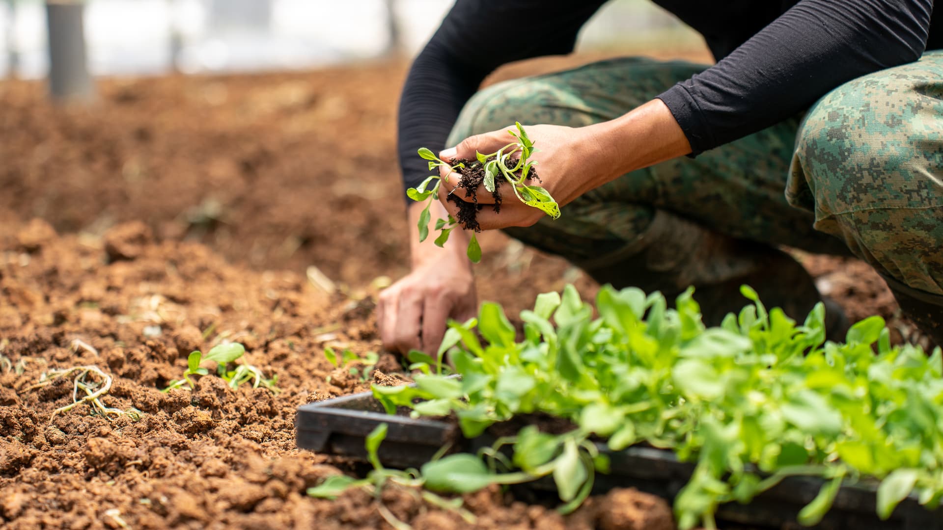 Harvesting the fruits of one's labour