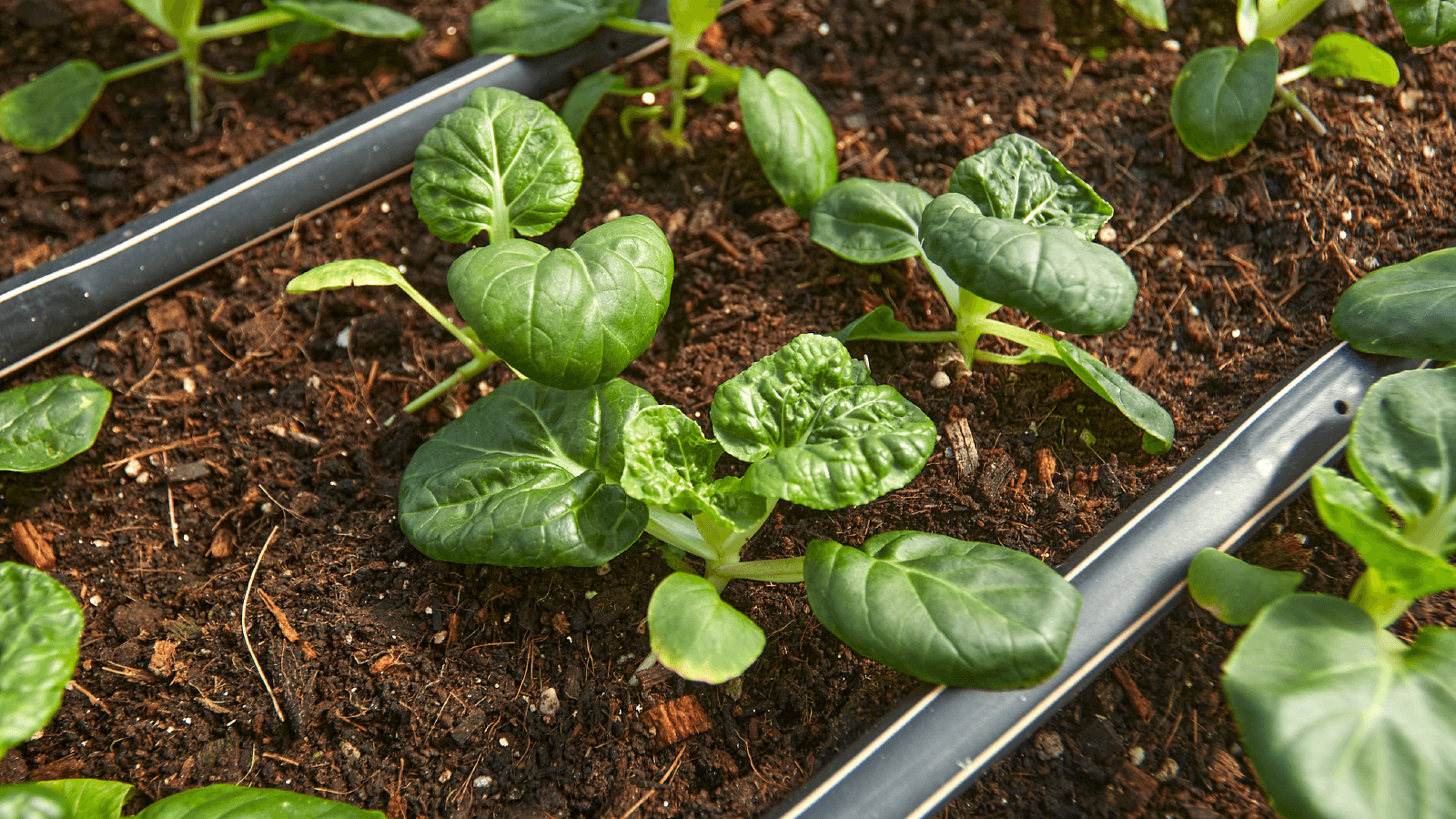 Customised plant food