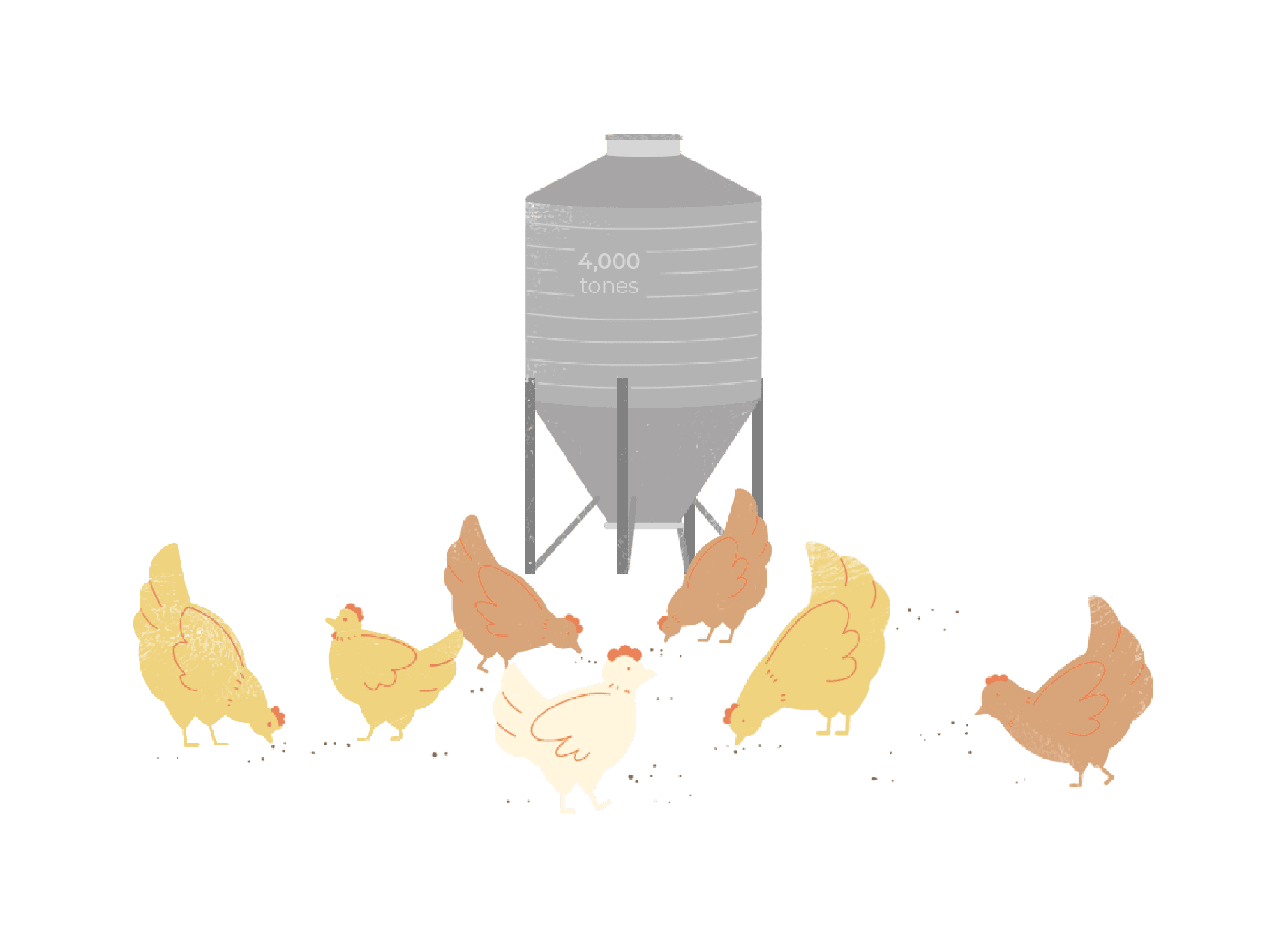 Seng Choon - Feeding chickens