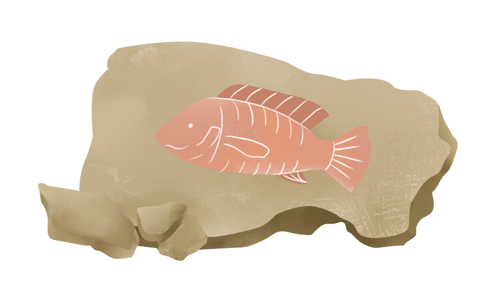 BOAT - Tilapia farming can be dated back thousands of years to ancient Egypt.